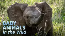 Baby Animals In The Wild