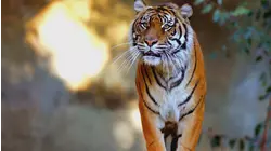 Meerkat Survival School