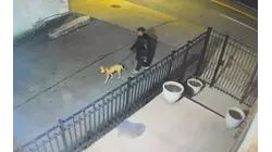 Woman admits abandoning dog with severe neck wound at Yonkers cemetery