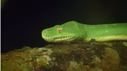 Jungle Animals