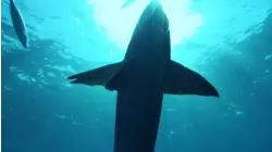 Bull Sharks