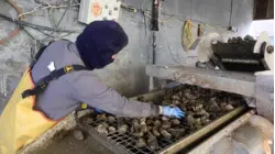 How 3.5 Million Oysters Are Harvested At This Virginia Farm Every Year