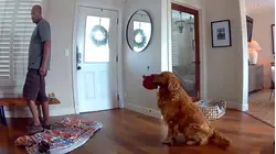 Security Video Shows Family Dog Wanting to Play With Intruder