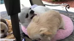 Puppies VS The World