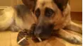 Animals Unscripted