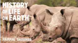 Mammal Takeover
