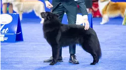 NC trainer and dog win 'Best in Show' at National Dog Show