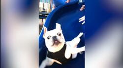 Best Pets of the Year: Top 20 Pet Fails