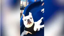 Best Pets of the Year: Top 20 Pet Fails