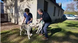 2 dogs reunite after allegedly being dumped outdoors, left to fend for themselves in Sleepy Hollow