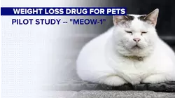 Weight-loss drugs for pets