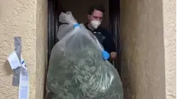 Autoridades encuentran un enorme cultivo de marihuana en una apartamento en Nueva York