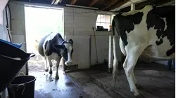 Made in Connecticut: Guardians Dairy Farm in Southbury