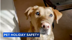 Holiday pet safety with Steve Dale