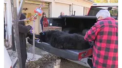 What you need to know: Bear hunt returns with tighter rules across New Jersey