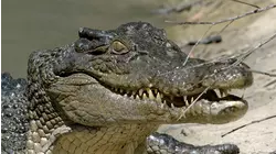 Secret Life of the Crocodile