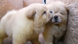 Pet Obsessed | Four Paw Entertainment