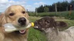 Cuteness Overload