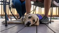 US Veteran says service dog saved him having a stroke