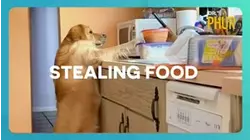 Dr. Phur | Stealing Food