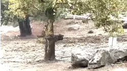 Mud and debris flow down the mountains during storm in IE