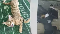 Shop cat stolen during burglary of South LA barbershop