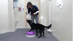 Get a Rare Look at How ATF Trains Dogs to Sniff Out Explosives