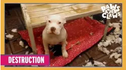 Paws VS. Claws | Destruction
