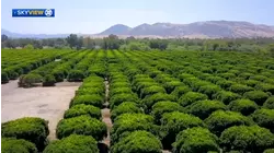 Rain impacts and benefits on Tulare County citrus farms