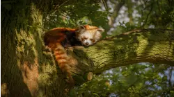 Baby Animals: Clouded Leopard, Giraffe, Red Panda