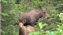 Animals of the Land and Sea