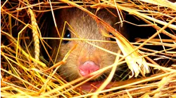 Secret Life of the Mini Marsupials