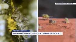 What are those tiny bugs in the snow? They are snow fleas!