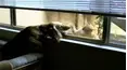 Funniest Pets & People