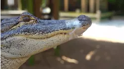 How To Do Wild Florida