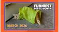 Funniest Pets of the Month