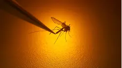 Suffolk County confirms season's second human West Nile case