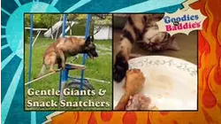 Goodies VS. Baddies | Gentle Giants & Snack Snatchers