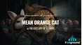 Mean Orange Cat