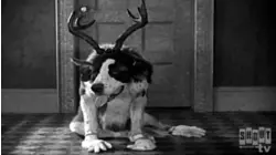 Little Rascals Shorts: Barnum & Ringling, Inc.