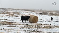Today I Learned: Cows