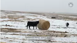 Today I Learned: Cows