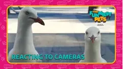 Countdown: The Funniest Pets | Reacting to Cameras