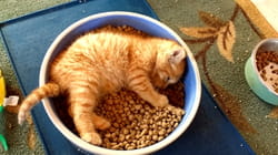 TPC That's My Pet | Feline Friends