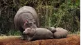 Baby Animals Around the World