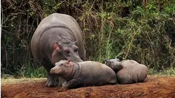 Baby Animals From Africa