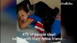 Cats & Your Mental Health | Pet Pointers