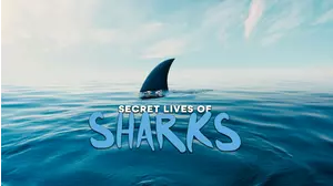 Secret Lifes of Sharks
