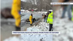 Firefighters rescue horse from icy pond