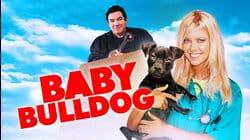Baby Bulldog